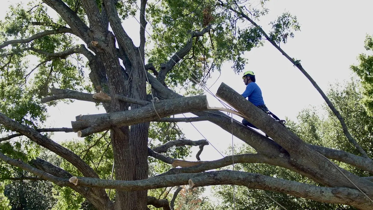 Professional Hazardous Tree Removal performed by certified arborists in Bells