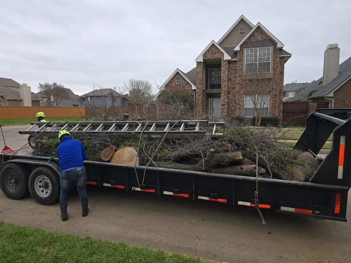 Expert Tree Removal with proper safety equipment in Bells
